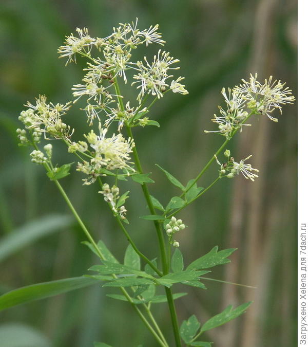 Плантариум. Василистник желтый.