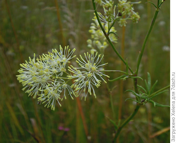 Плантариум. Василистник блестящий (светлый).
