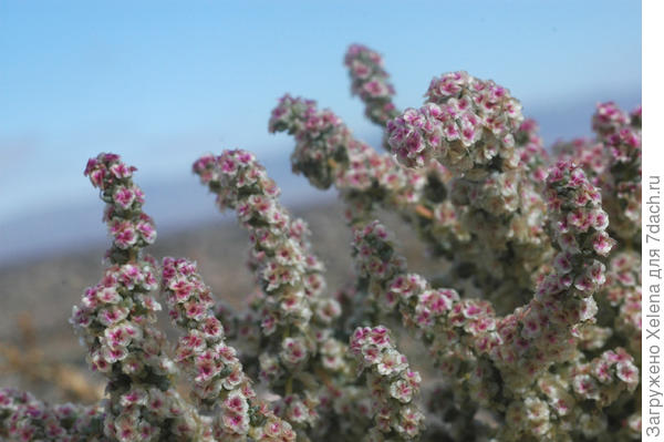 Плантариум.