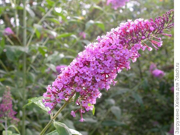 Буддлея.