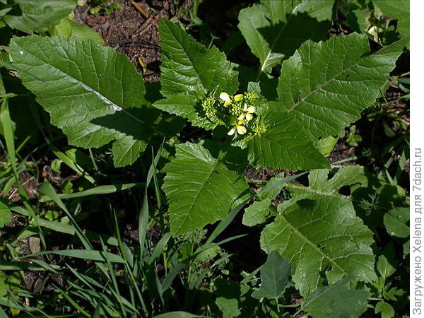 Sinapis arvensis L. (семейство Brassicaceae)Горчица полевая