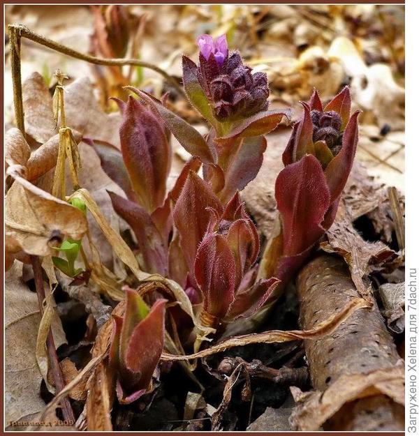 Медуница неясная. Плантариум.