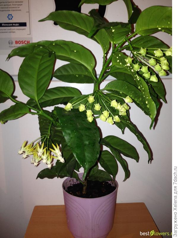 Хойя мультифлора.