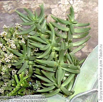 Crassula tetragona - Крассула тетрагона