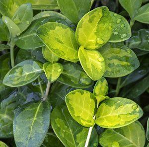 Барвинок малый Себастиан Vinca minor Sebastian