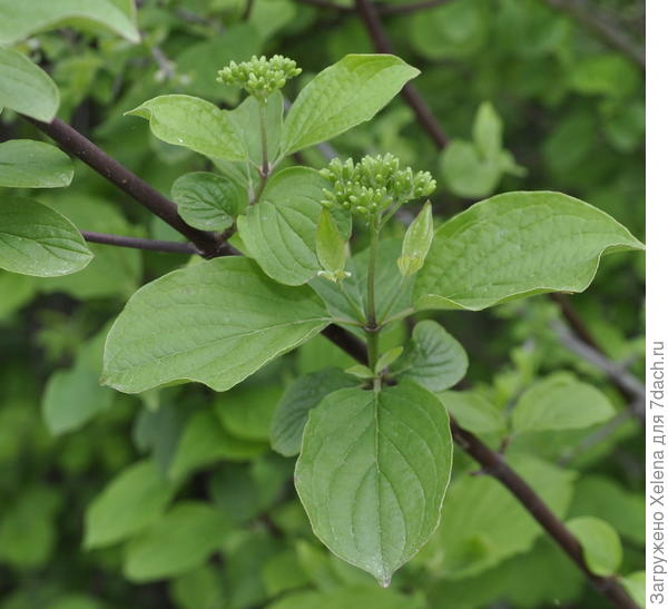 Плантариум. Swida australis (C.A. Mey.) Pojark. ex Grossh. (семейство Cornaceae)Свидина южная