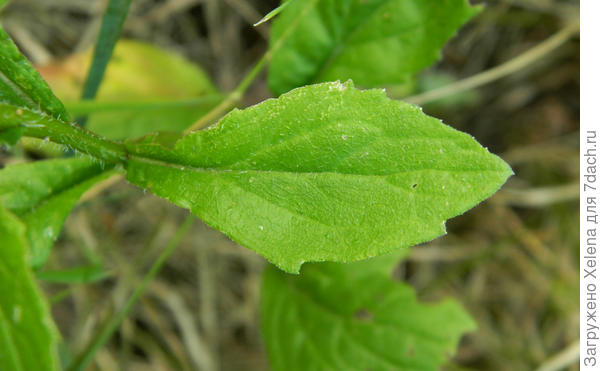 Erigeron annuus ssp. septentrionalis (Fernald & Wiegand) Wagenitz (семейство Asteraceae)