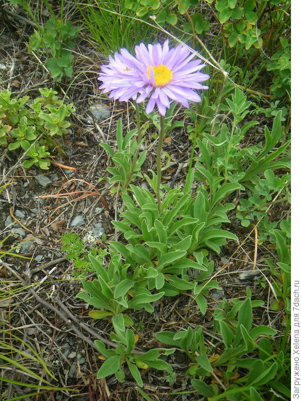 Астра альпийская. Плантариум.