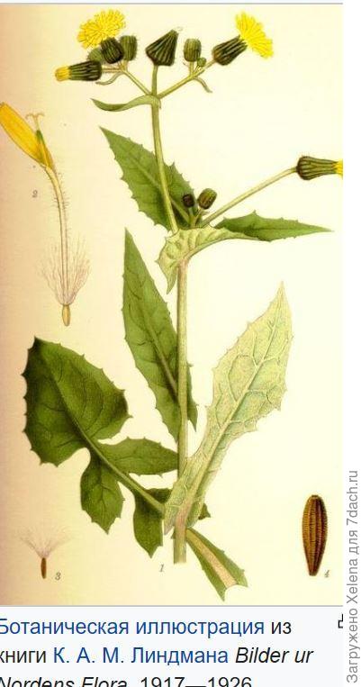 c1f248