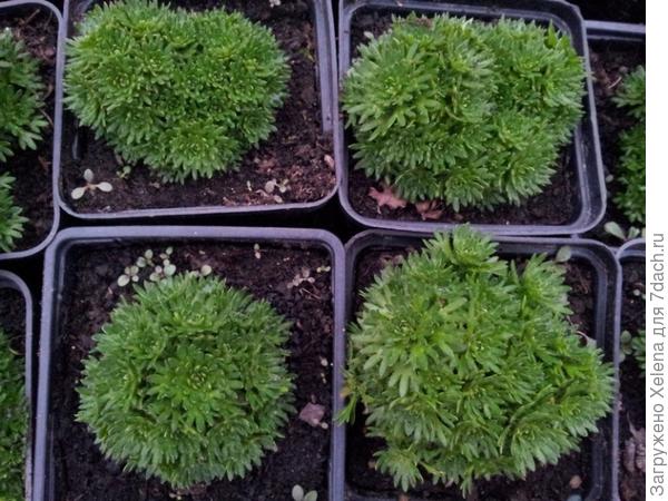 Камнеломка Арендса.