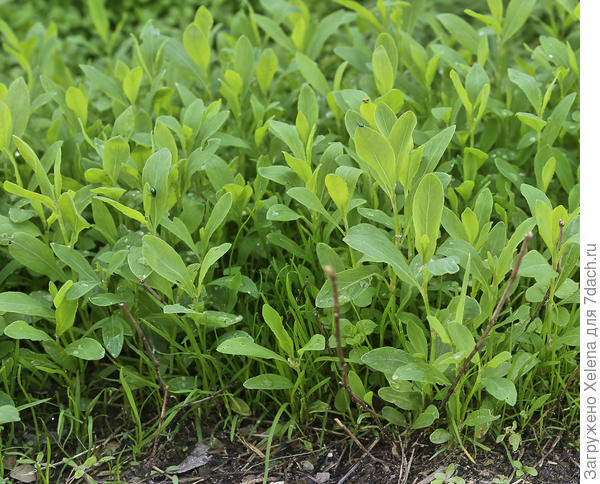 Polygonum aviculare L. (семейство Polygonaceae)Спорыш птичий
