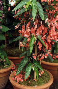 Сайт Грининфо.Бегония коралловая Иначе: Бегония кораллина Begonia x corallina Семейство Бегониевые (Begoniaceae)