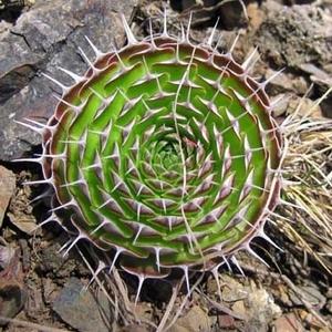 Orostachys spinosa