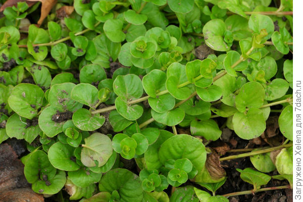 Вербейник монетчатый