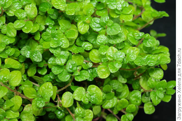 Солейролия.