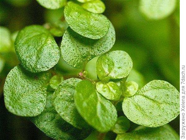 Солейролия.