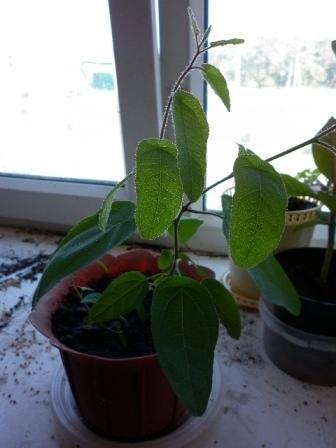 Эвкалипт из семян Флагман.