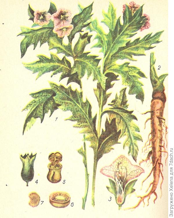 Корень белены черной.