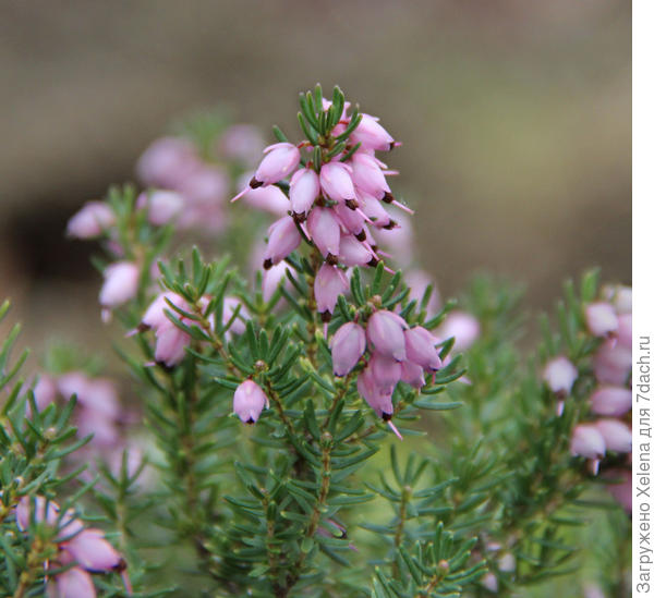 Erica carnea L. (семейство Ericaceae)Эрика румяная