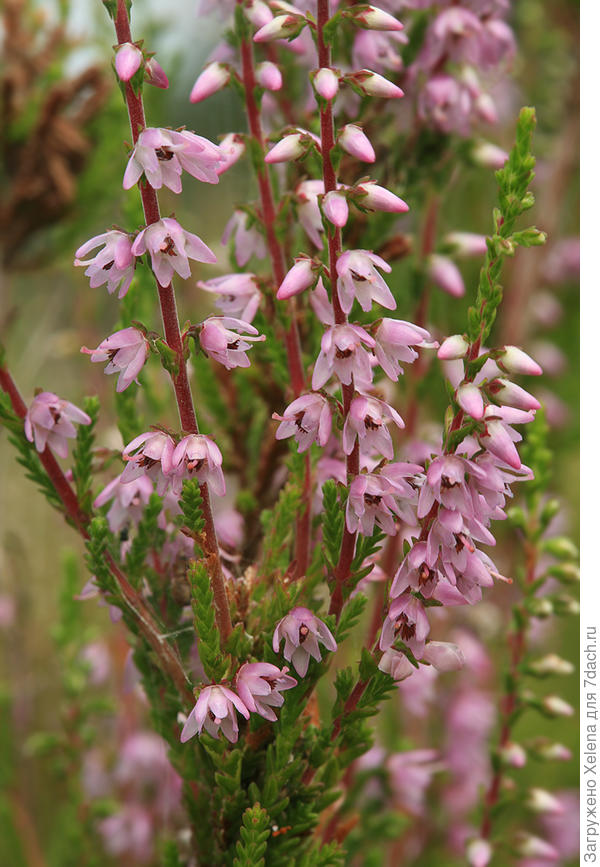 Calluna vulgaris (L.) Hull (семейство Ericaceae)Вереск обыкновенный