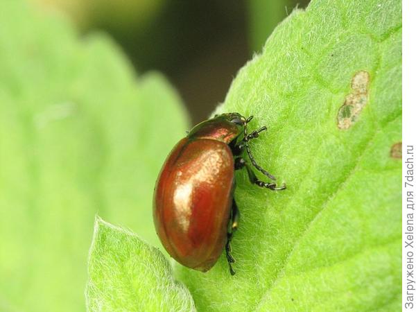 Листоед гладкий (лат. Chrysolina polita)