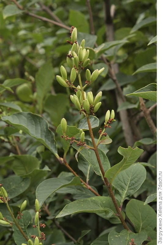 Сайт Плантариума. Сирень венгерская.