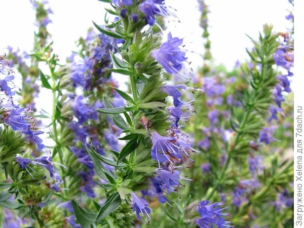 Иссоп лекарственный.