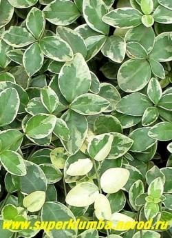 БАРВИНОК МАЛЫЙ «Альбомаргината» (Vinca minor f. albo-marginata)