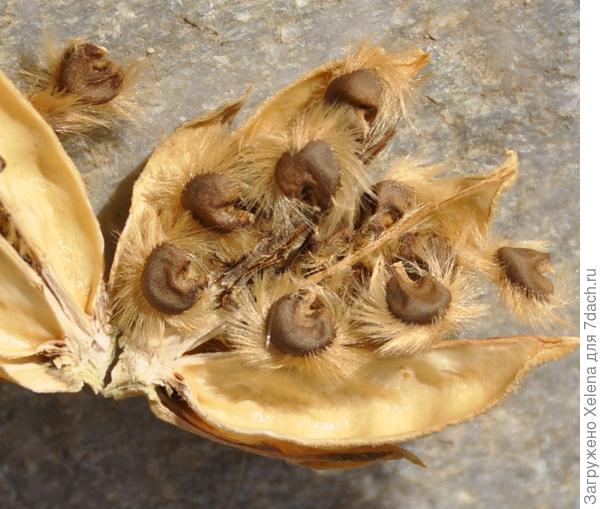 Семена гибискуса сирийского. Сайт Плантариума.