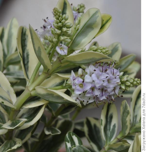 род Hebe (семейство Scrophulariaceae)Геба  Плантариум