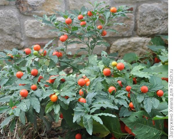 Паслен ложноперечный. Плантариум.