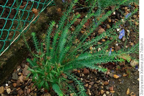 Фото из инета. Написано - многолетний.