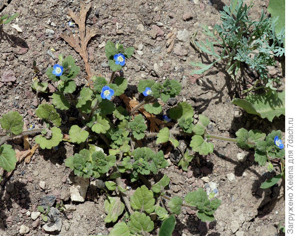 Вероника персидская.