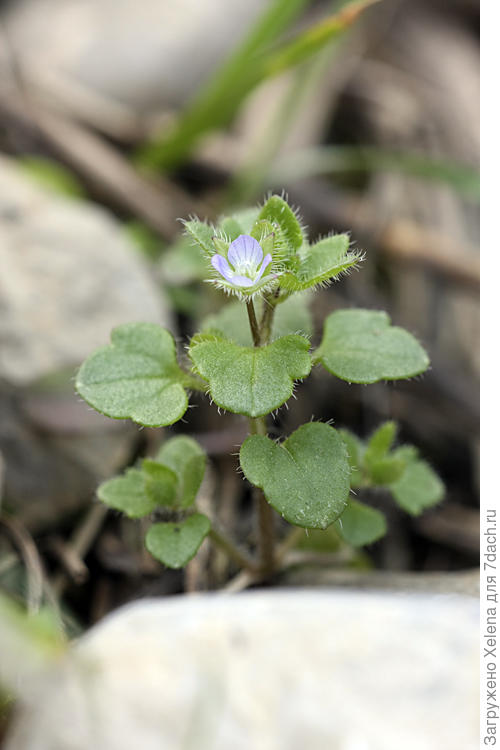 Вероника плющелистная. Плантариум.