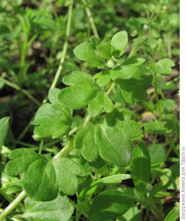 Вероника плющелистная.