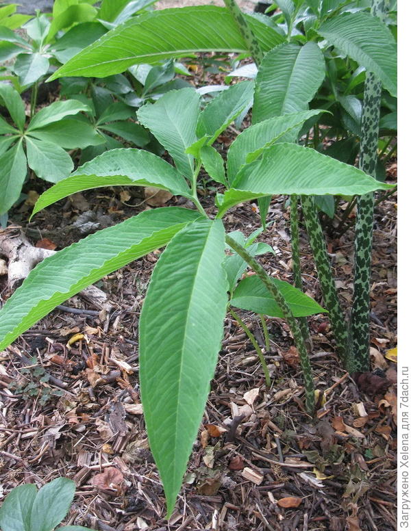 Сауроматум жилковатый