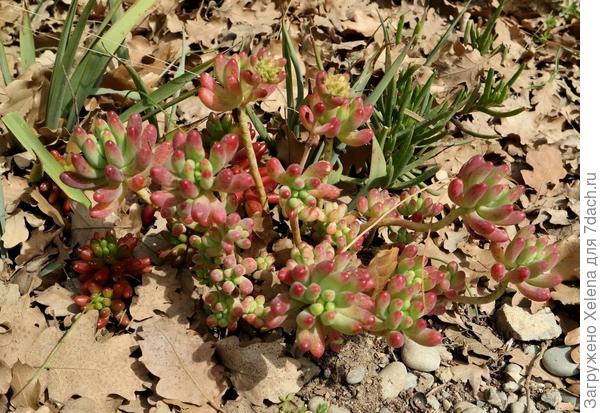 Sedum rubrotinctum R.T. Clausen (семейство Crassulaceae)Очиток красноокрашенны