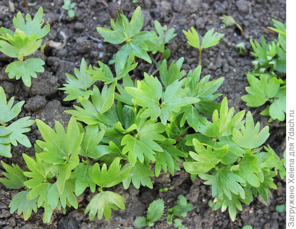 Tilia cordata Mill. (семейство Tiliaceae)Липа сердцевидная - всходы.