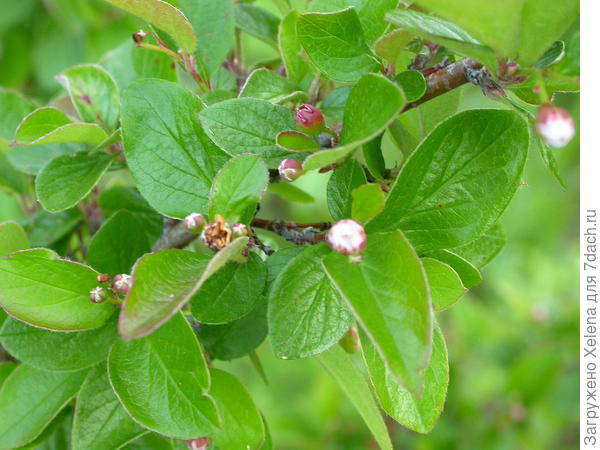 Cotoneaster lucidus  -  Wikimedia