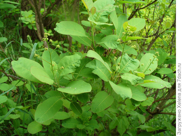 Сайт Плантариума. Cotinus coggygria Scop. (семейство Anacardiaceae)Скумпия кожевенная