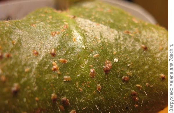 Без наименования. Но схожесть со щитовкой.