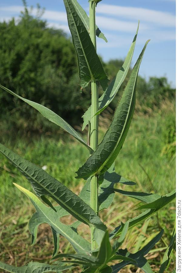 Осот болотный.