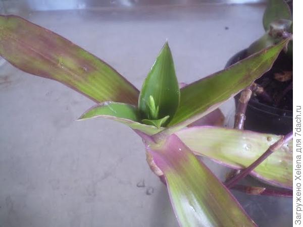 Золотой ус.