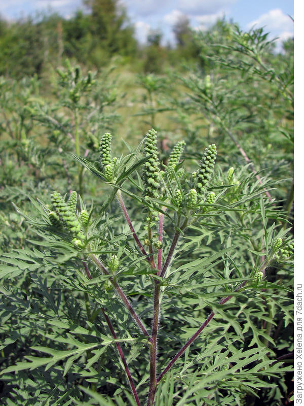 Плантариум. Ambrosia artemisiifolia L. (семейство Asteraceae)Амброзия полыннолистная