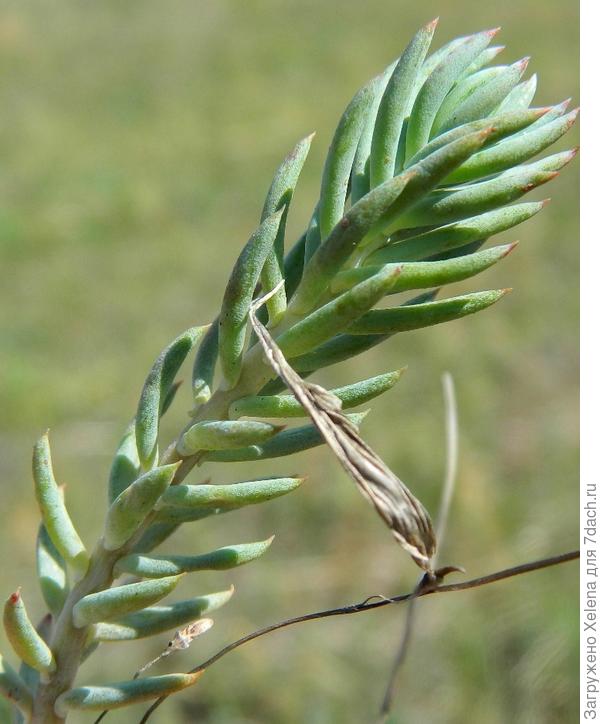 Очиток отогнутый.