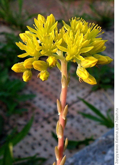 Очиток отогнутый.