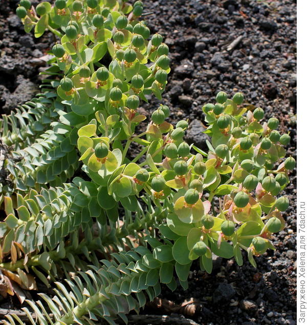 Побеги с соплодиями. Молочай миртолистный.