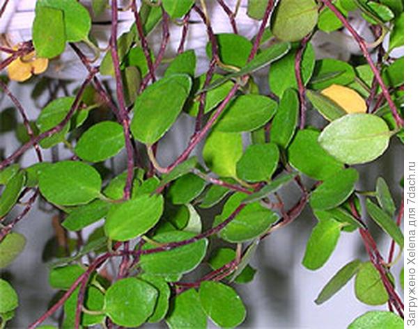 MUEHLENBECKIA COMPLEXA.