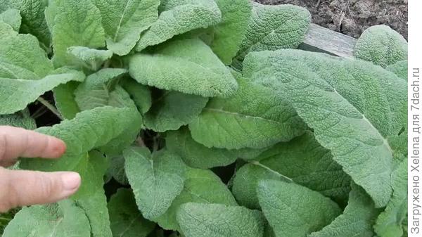 Шалфей мускатный.