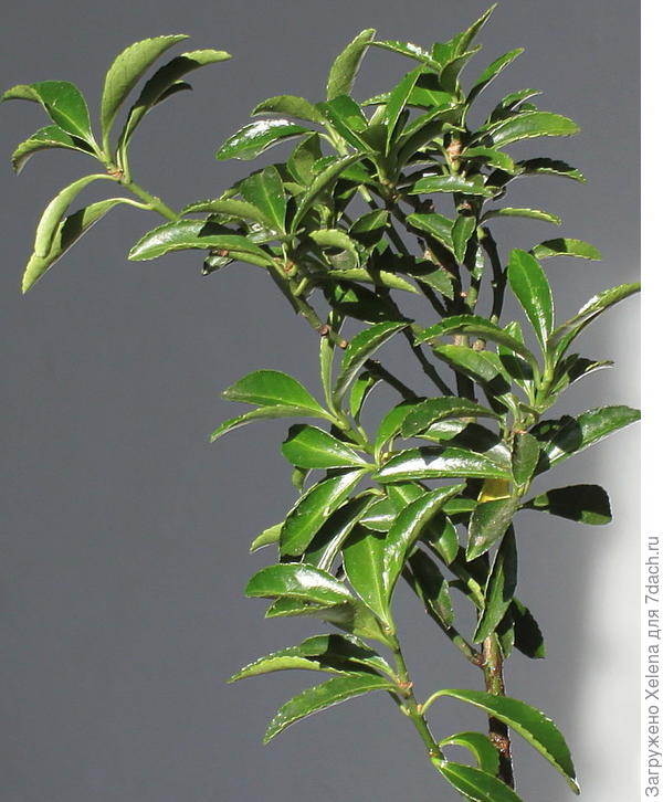 Бересклет японский.